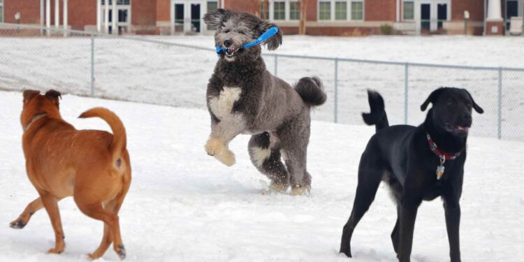 cm99_headers_dogparks - Carroll News | Carroll Publications | Carroll County, MD