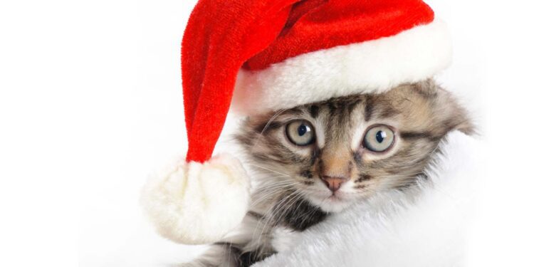 pets-feature - Carroll News | Carroll Publications | Carroll County, MD
