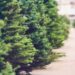 trees - Carroll News | Carroll Publications | Carroll County, MD