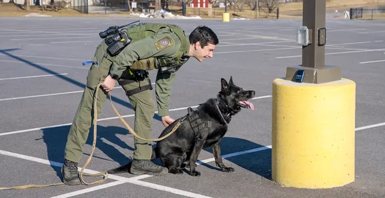 Behind the Scenes of the K9 Unit