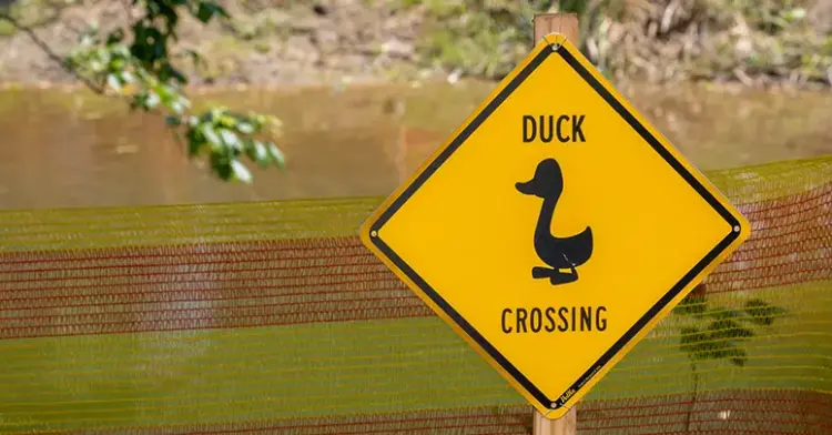 Duck-Crossing-Sign - Carroll News | Carroll Publications | Carroll County, MD Rubber Duck Derby 2025