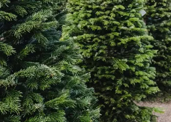 christmas tree farm