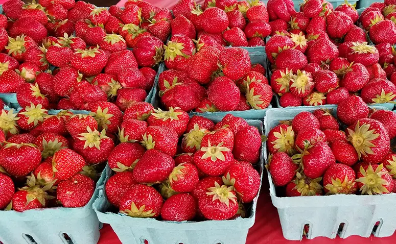 35th Annual Old-Fashioned Strawberry Festival - Carroll News