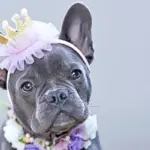 dog-spoiler-header-image - Carroll News | Carroll Publications | Carroll County, MD