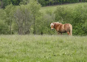 Brown pony standing in a grassy field with trees in the background on a sunny day.