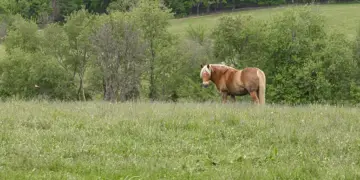 Brown pony standing in a grassy field with trees in the background on a sunny day.