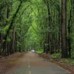 news-image-carroll-county-forest - Carroll News | Carroll Publications | Carroll County, MD Paved, tree-lined road through a lush green forest with a white car in the distance.