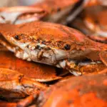 maryland-crabs-image - Carroll News | Carroll Publications | Carroll County, MD Pile of bright orange cooked crabs with visible claws and legs, piled together.