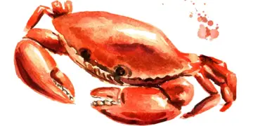 Watercolor illustration of a red-orange crab with raised claws