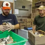 Andrew & Doug_1 - Carroll News | Carroll Publications | Carroll County, MD Two workers in a packing area sort oyster mushrooms into a green crate, with boxes on the table behind them and gloves on their hands.